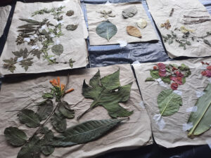 FEC 03 2022 Descobrindo a Cianotipia, Inventariando a Natureza