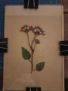 FEC 03 2022 Descobrindo a Cianotipia, Inventariando a Natureza