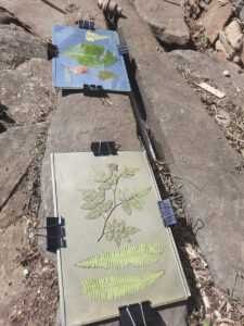 FEC 03 2022 Descobrindo a Cianotipia, Inventariando a Natureza