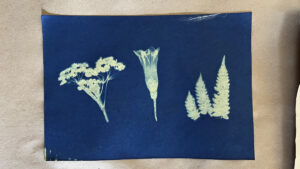 FEC 03 2022 Descobrindo a Cianotipia, Inventariando a Natureza