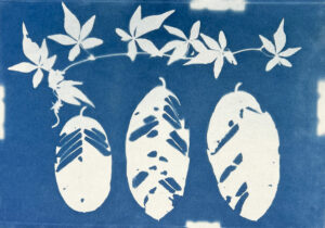 FEC 03 2022 Descobrindo a Cianotipia, Inventariando a Natureza