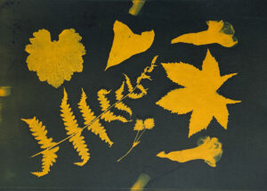 FEC 03 2022 Descobrindo a Cianotipia, Inventariando a Natureza