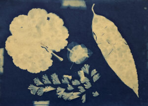 FEC 03 2022 Descobrindo a Cianotipia, Inventariando a Natureza