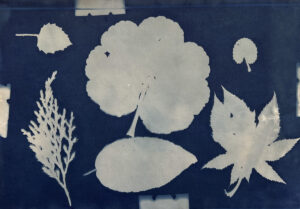 FEC 03 2022 Descobrindo a Cianotipia, Inventariando a Natureza