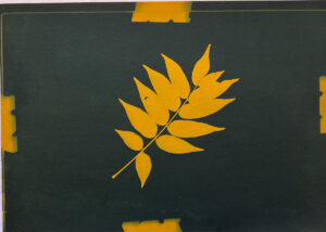 FEC 03 2022 Descobrindo a Cianotipia, Inventariando a Natureza