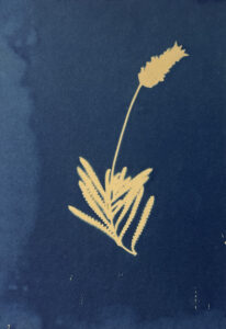 FEC 03 2022 Descobrindo a Cianotipia, Inventariando a Natureza