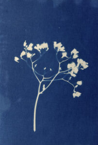 FEC 03 2022 Descobrindo a Cianotipia, Inventariando a Natureza