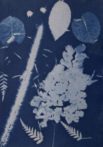 FEC 03 2022 Descobrindo a Cianotipia, Inventariando a Natureza