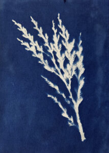 FEC 03 2022 Descobrindo a Cianotipia, Inventariando a Natureza