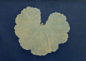 FEC 03 2022 Descobrindo a Cianotipia, Inventariando a Natureza