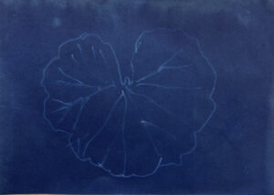 FEC 03 2022 Descobrindo a Cianotipia, Inventariando a Natureza