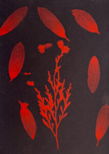 FEC 03 2022 Descobrindo a Cianotipia, Inventariando a Natureza