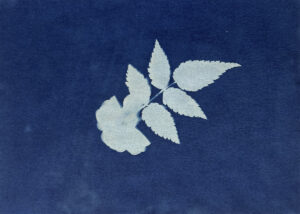 FEC 03 2022 Descobrindo a Cianotipia, Inventariando a Natureza