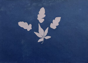 FEC 03 2022 Descobrindo a Cianotipia, Inventariando a Natureza