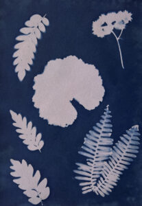 FEC 03 2022 Descobrindo a Cianotipia, Inventariando a Natureza