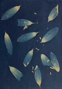 FEC 03 2022 Descobrindo a Cianotipia, Inventariando a Natureza