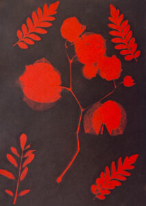 FEC 03 2022 Descobrindo a Cianotipia, Inventariando a Natureza