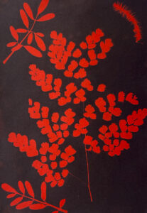 FEC 03 2022 Descobrindo a Cianotipia, Inventariando a Natureza