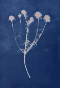 FEC 03 2022 Descobrindo a Cianotipia, Inventariando a Natureza