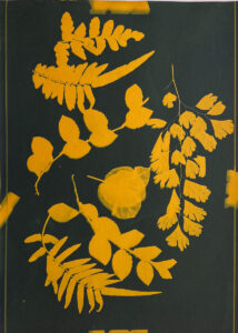 FEC 03 2022 Descobrindo a Cianotipia, Inventariando a Natureza