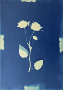 FEC 03 2022 Descobrindo a Cianotipia, Inventariando a Natureza