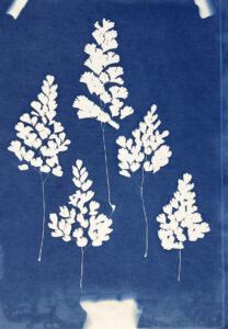 FEC 03 2022 Descobrindo a Cianotipia, Inventariando a Natureza