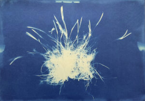 FEC 03 2022 Descobrindo a Cianotipia, Inventariando a Natureza