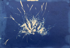 FEC 03 2022 Descobrindo a Cianotipia, Inventariando a Natureza