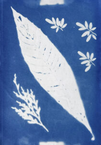 FEC 03 2022 Descobrindo a Cianotipia, Inventariando a Natureza