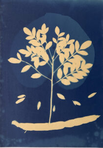 FEC 03 2022 Descobrindo a Cianotipia, Inventariando a Natureza