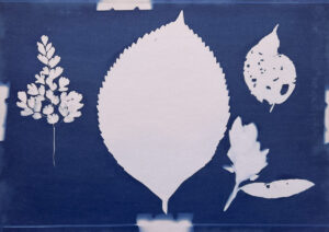 FEC 03 2022 Descobrindo a Cianotipia, Inventariando a Natureza