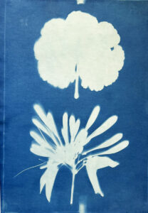 FEC 03 2022 Descobrindo a Cianotipia, Inventariando a Natureza