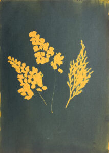 FEC 03 2022 Descobrindo a Cianotipia, Inventariando a Natureza