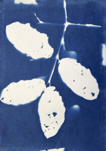 FEC 03 2022 Descobrindo a Cianotipia, Inventariando a Natureza