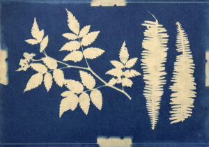 FEC 03 2022 Descobrindo a Cianotipia, Inventariando a Natureza