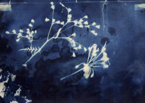 FEC 03 2022 Descobrindo a Cianotipia, Inventariando a Natureza