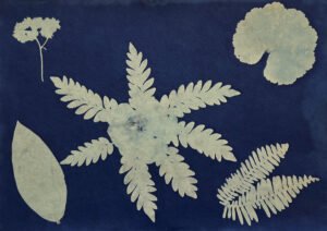 FEC 03 2022 Descobrindo a Cianotipia, Inventariando a Natureza