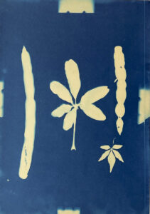 FEC 03 2022 Descobrindo a Cianotipia, Inventariando a Natureza