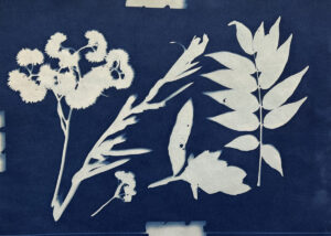 FEC 03 2022 Descobrindo a Cianotipia, Inventariando a Natureza