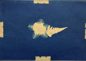 FEC 03 2022 Descobrindo a Cianotipia, Inventariando a Natureza