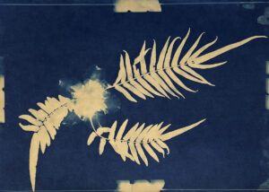 FEC 03 2022 Descobrindo a Cianotipia, Inventariando a Natureza