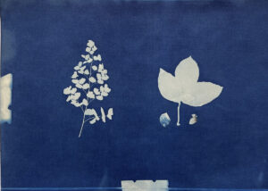 FEC 03 2022 Descobrindo a Cianotipia, Inventariando a Natureza